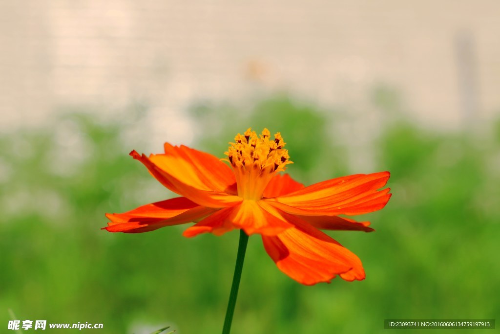 格桑花