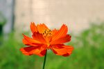格桑花