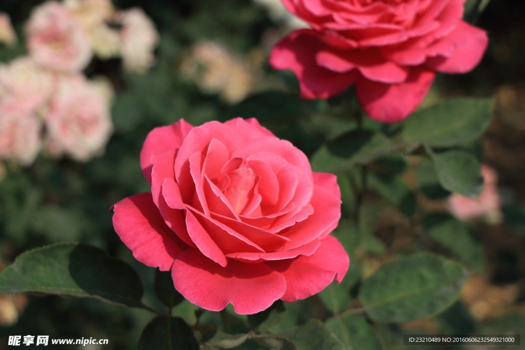 月季花