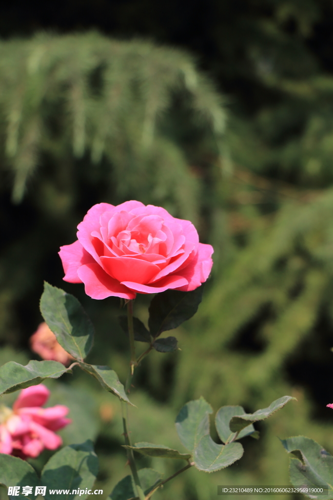 月季花