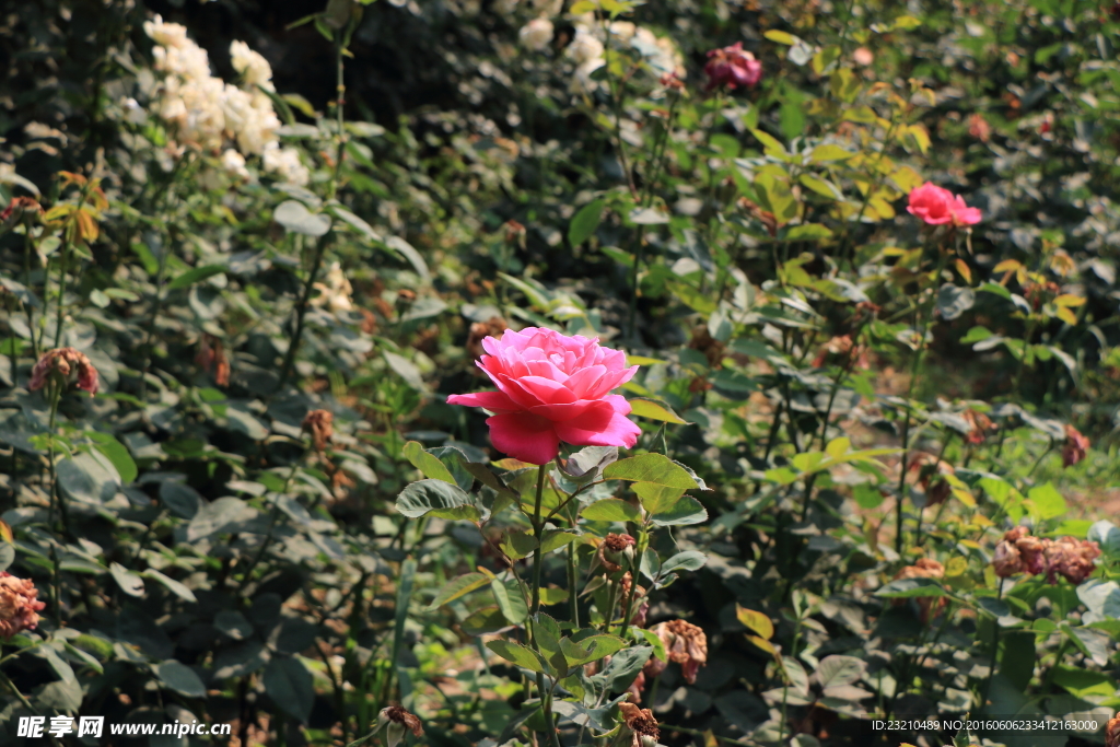 月季花
