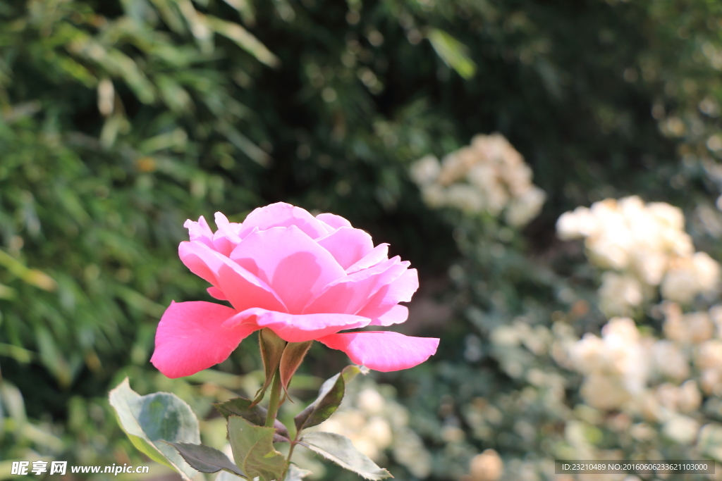 月季花