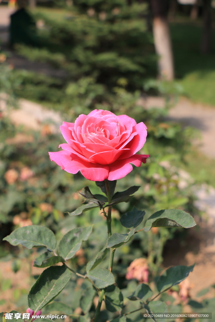 月季花