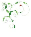 树藤昆虫