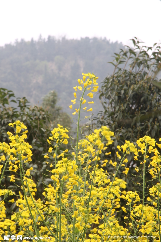 油菜花