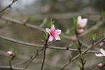 红色桃花