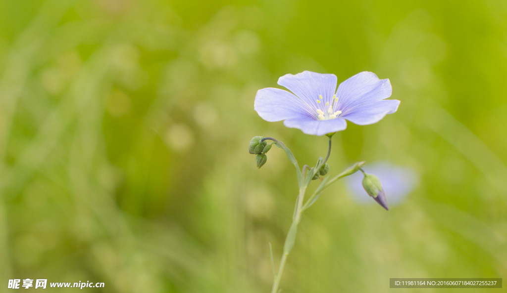 鲜花