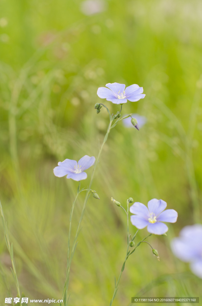 鲜花