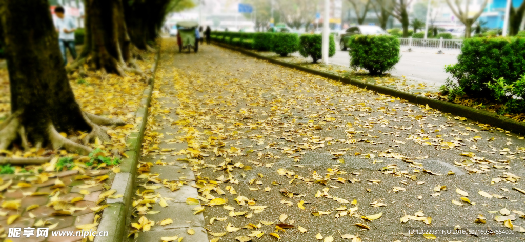 落叶