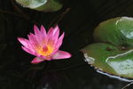 莲花