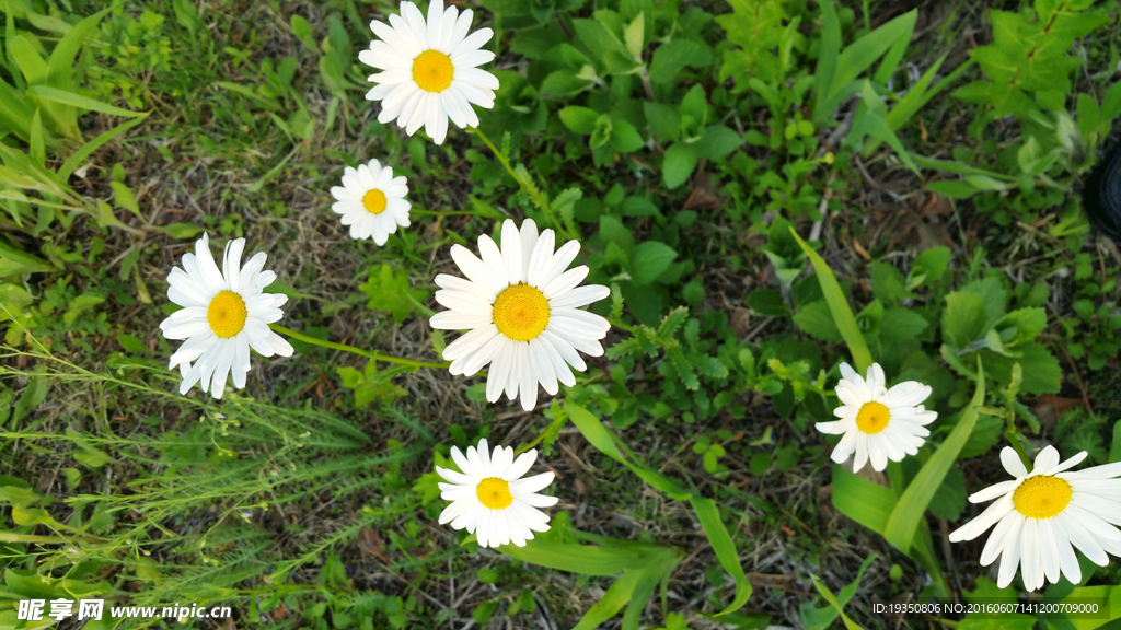 白色的小花