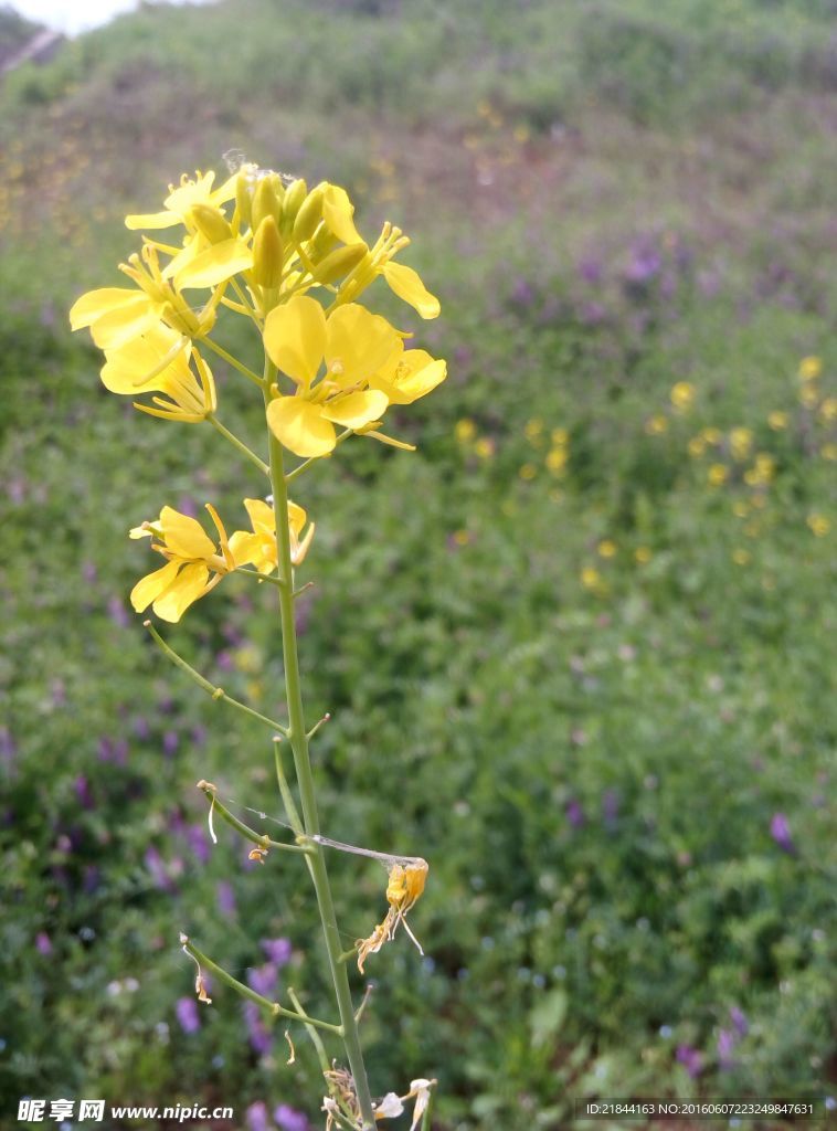 花