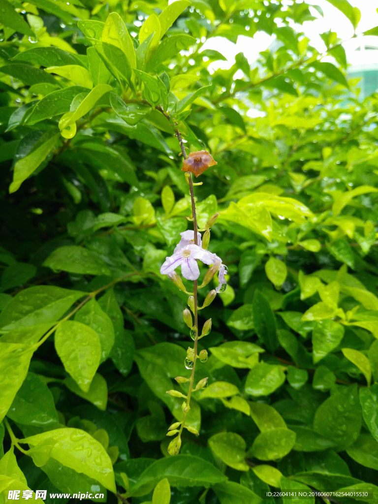 夏绿