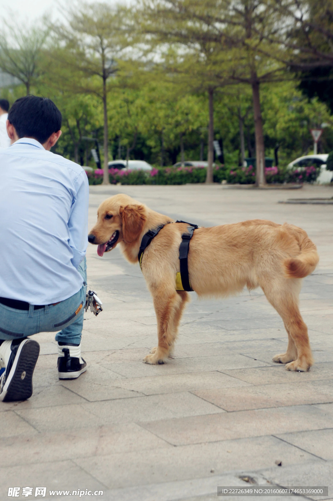 金毛犬