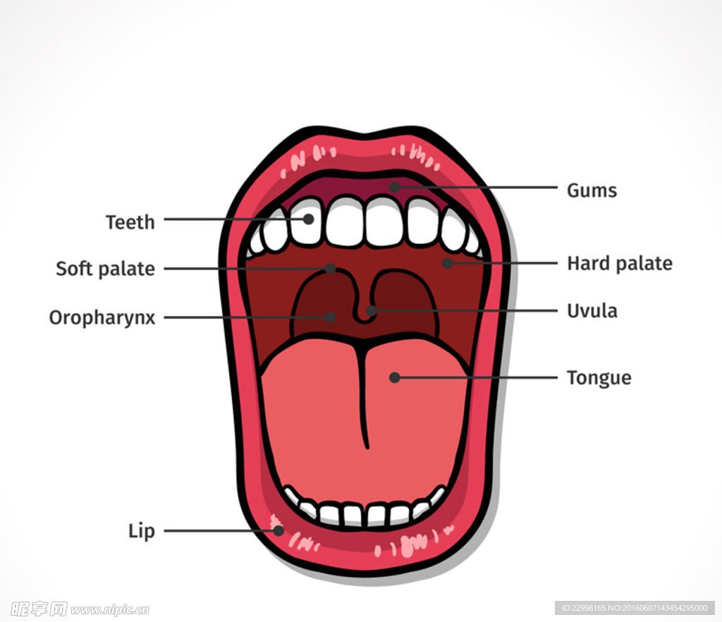 口腔结构图矢量