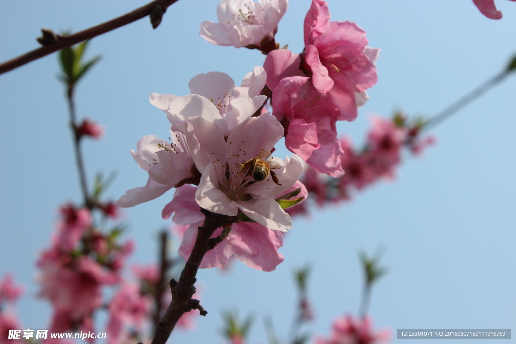 桃花与蜜蜂