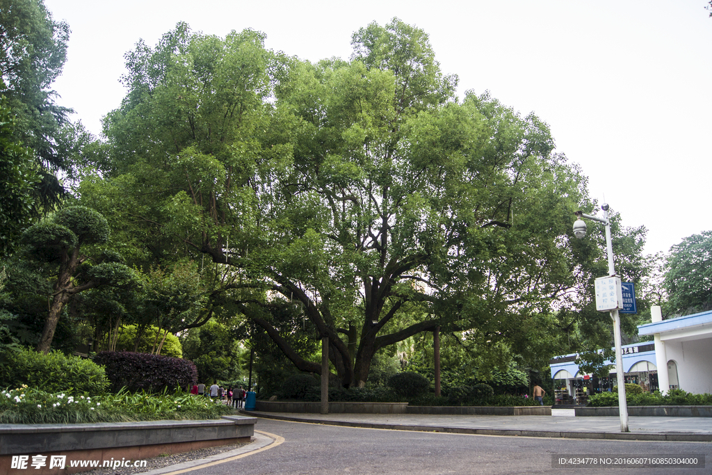 茂密大树