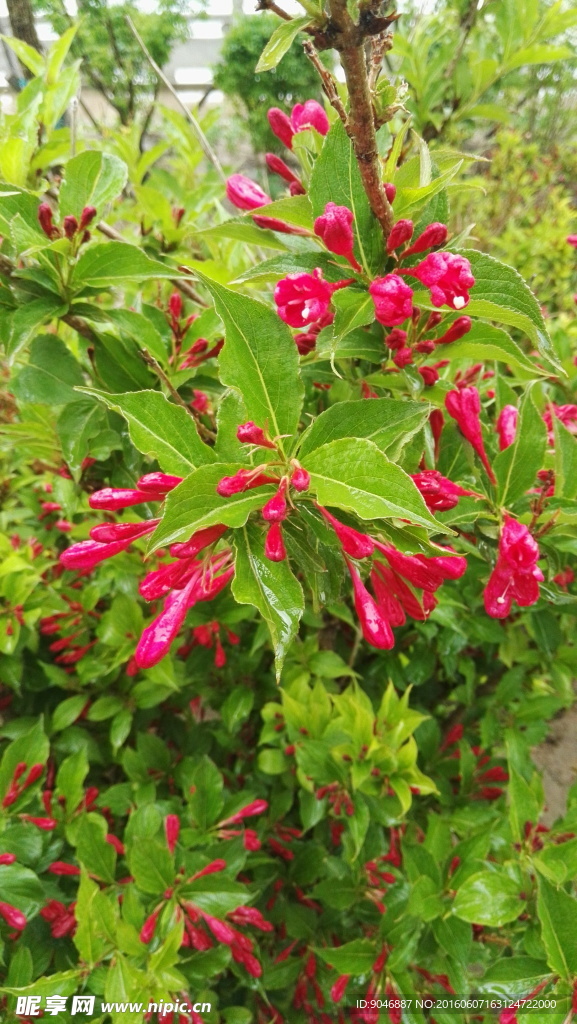 粉花