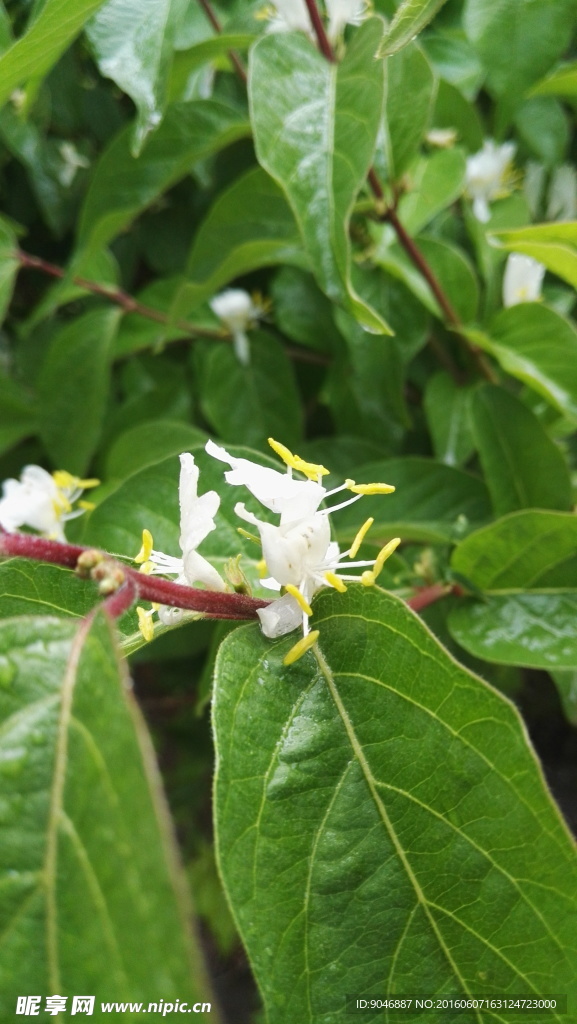 小白花