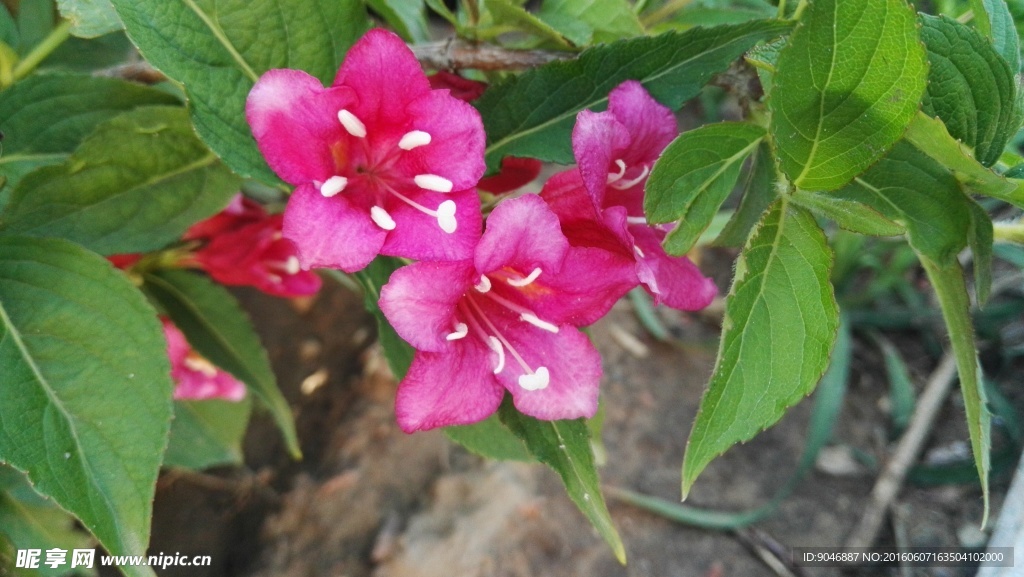 粉花