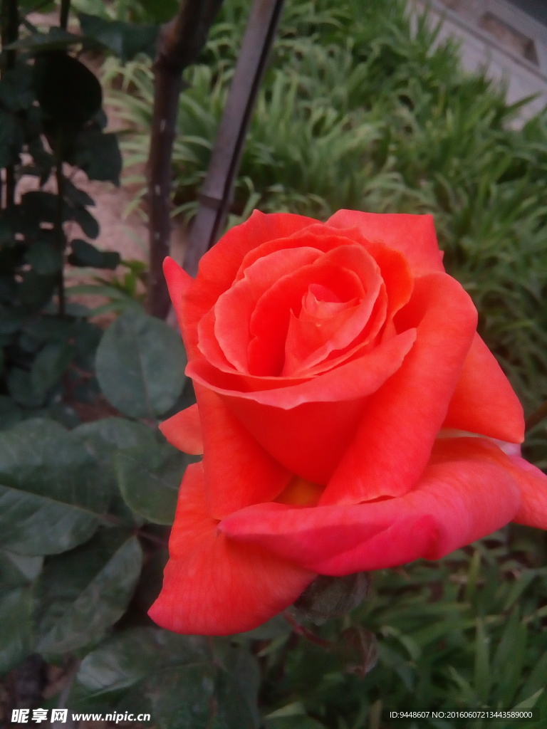 月季花