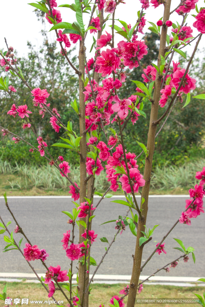 桃树桃花