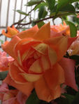 月季花