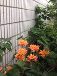 月季花