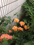 月季花
