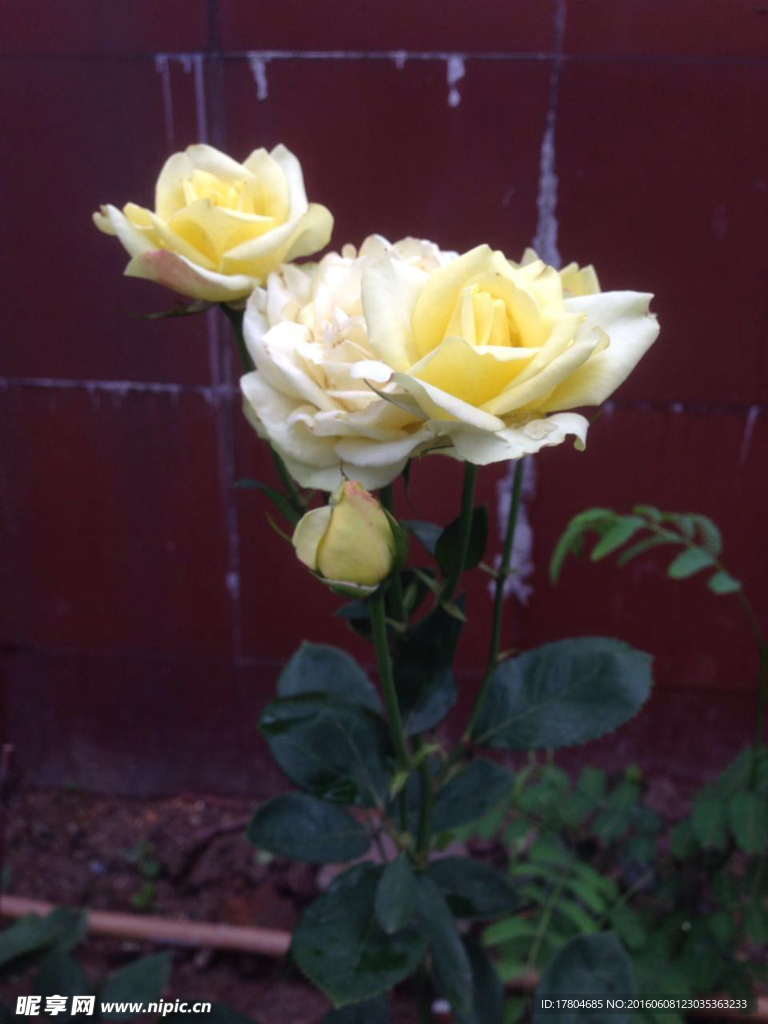 月季花