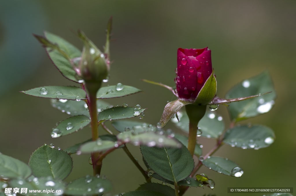 雨中的一朵月季花图片