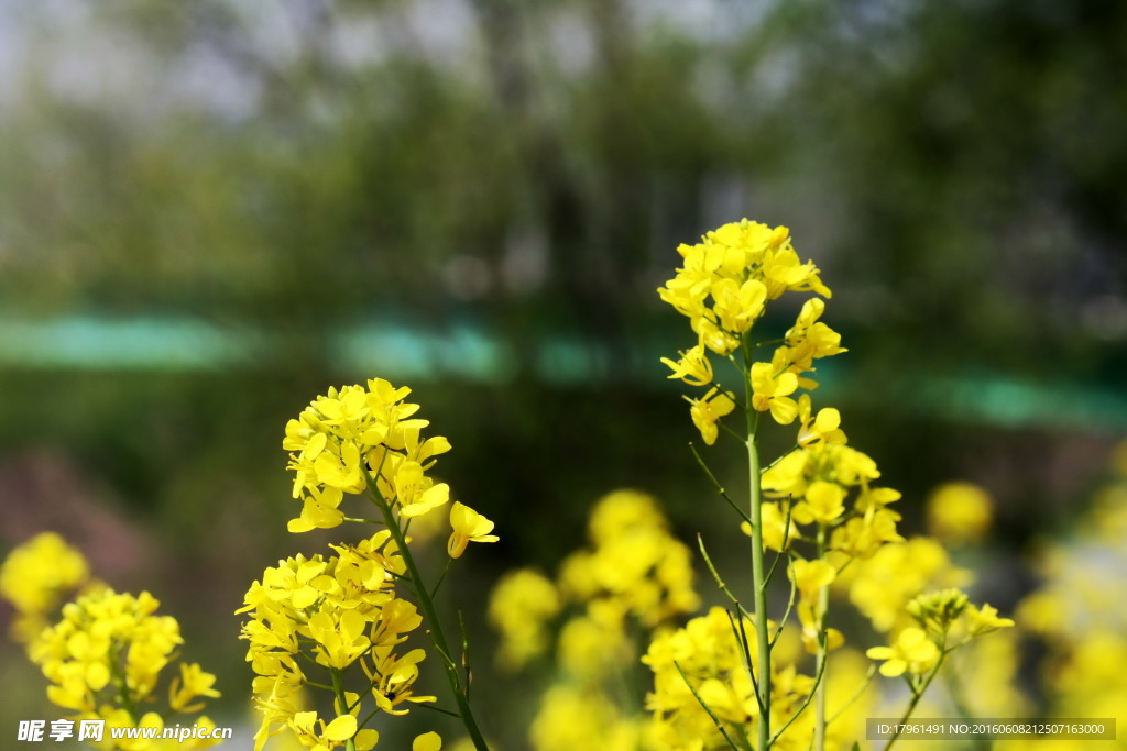 油菜花