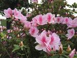 心型鲜花