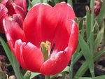 郁金香花