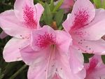 花蕊