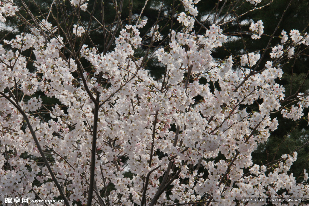 梨花