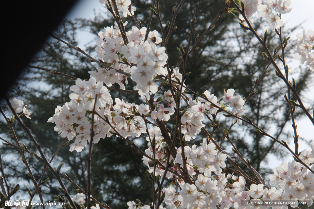 梨花