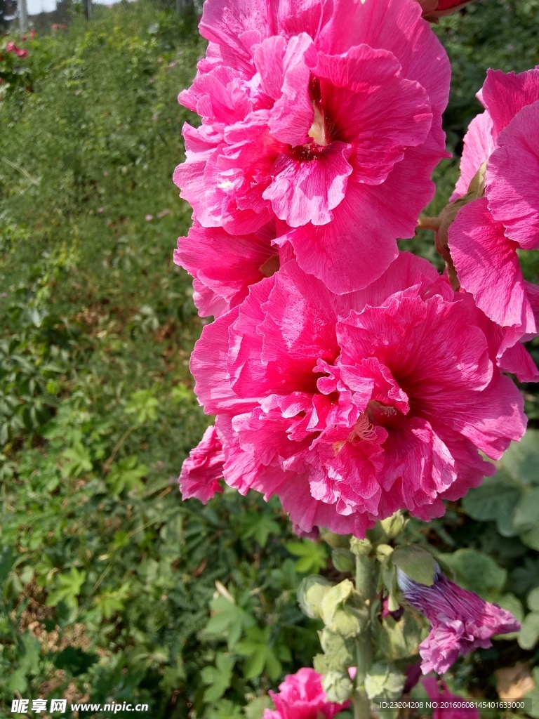 蜀葵花