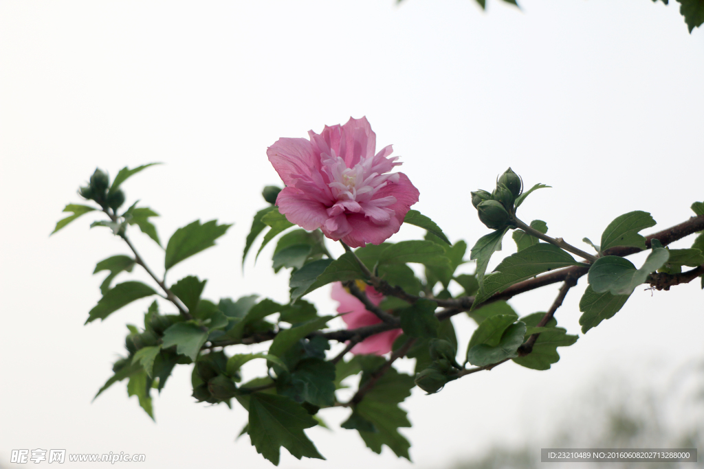 木槿花