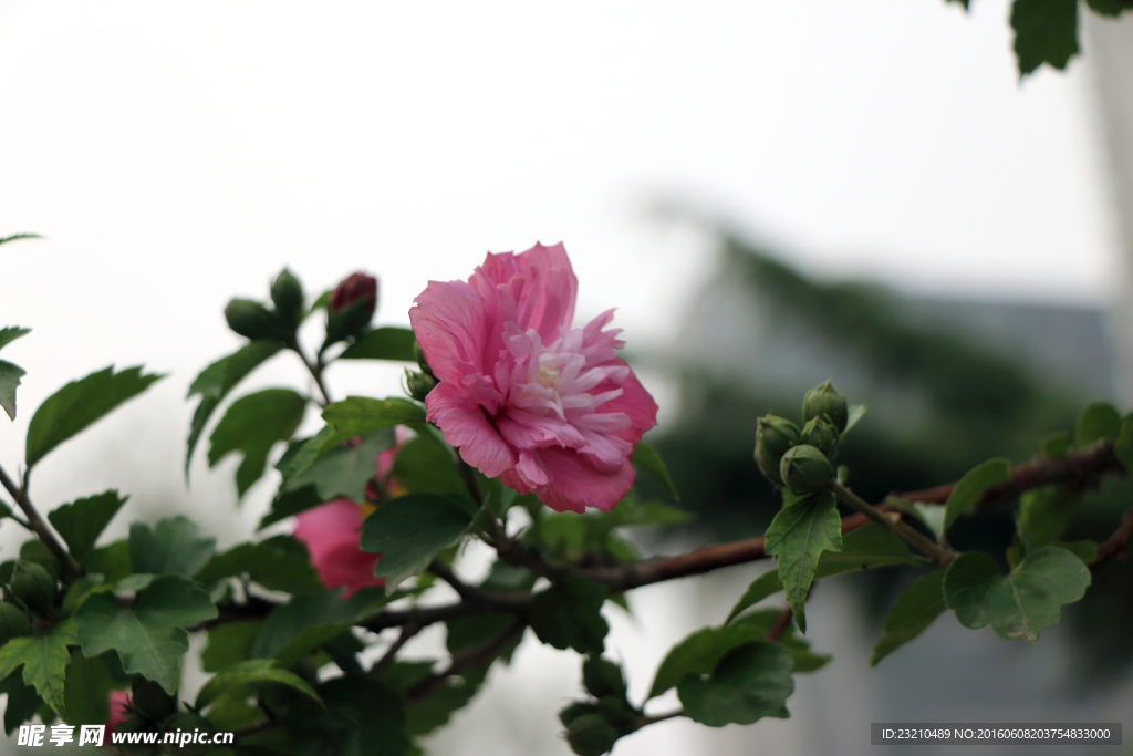 木槿花