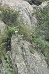 五岳之尊 泰山 石