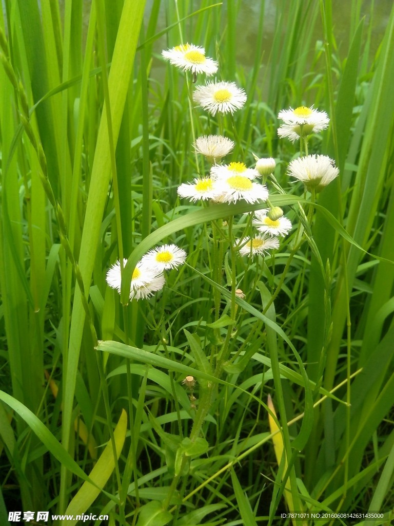 小白菊