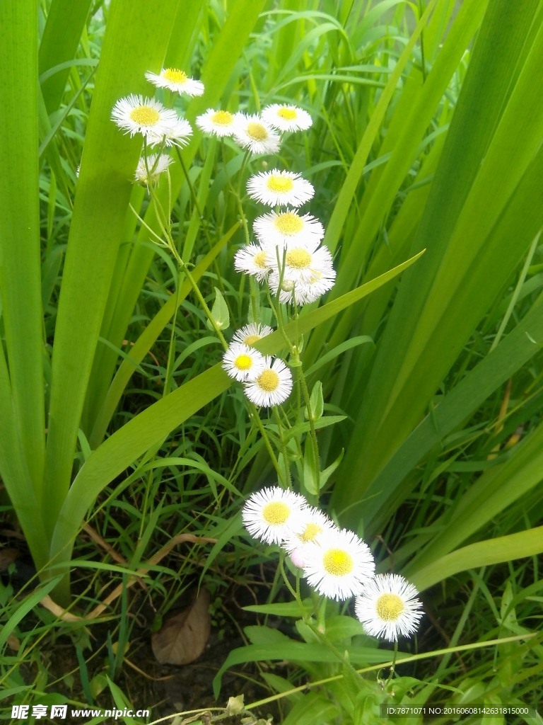 小白菊