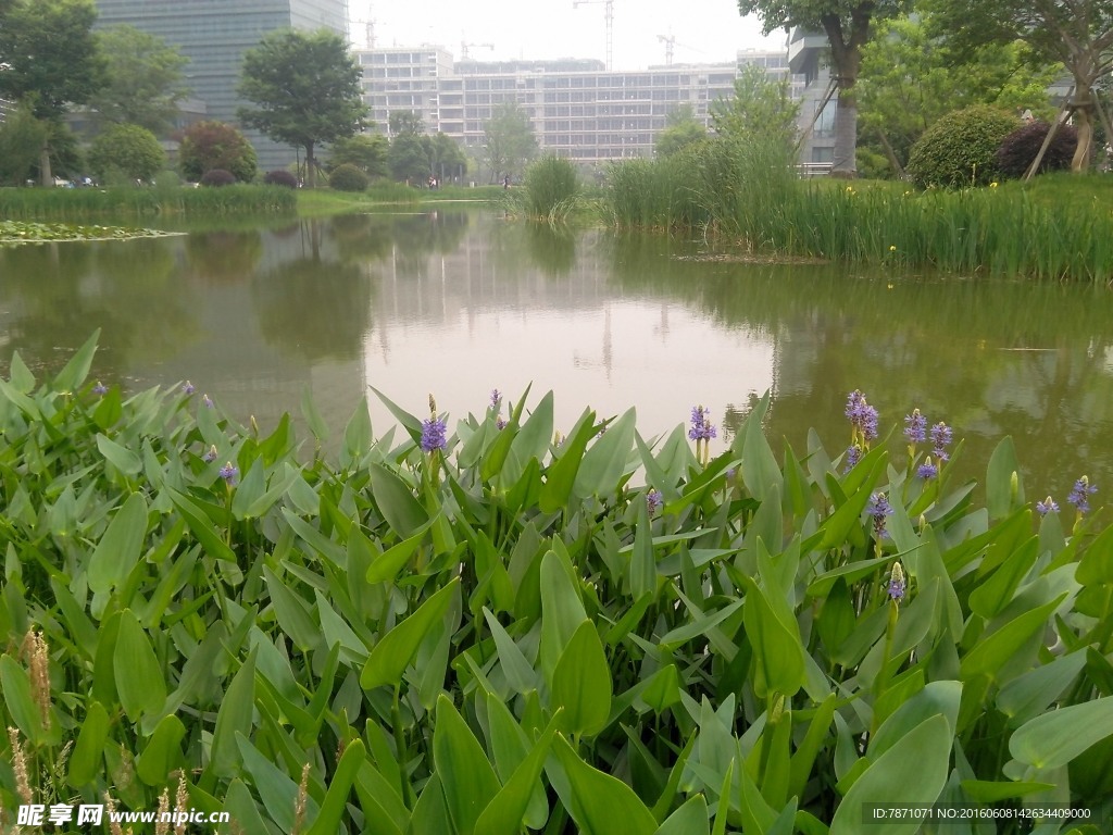 水生植物