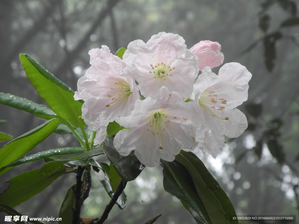 杜鹃花