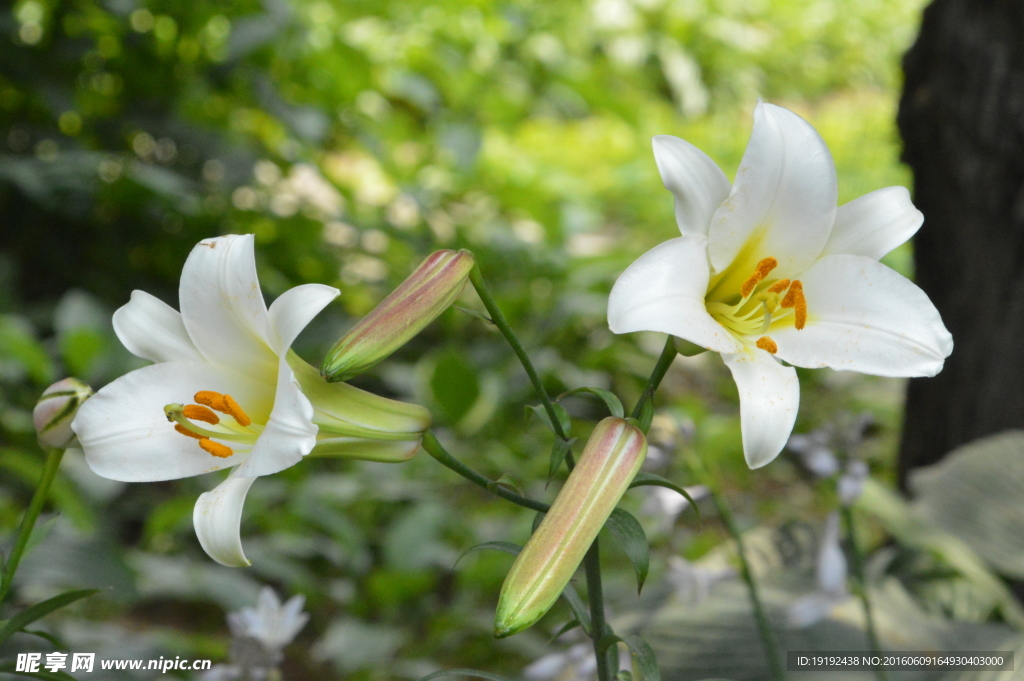王百合