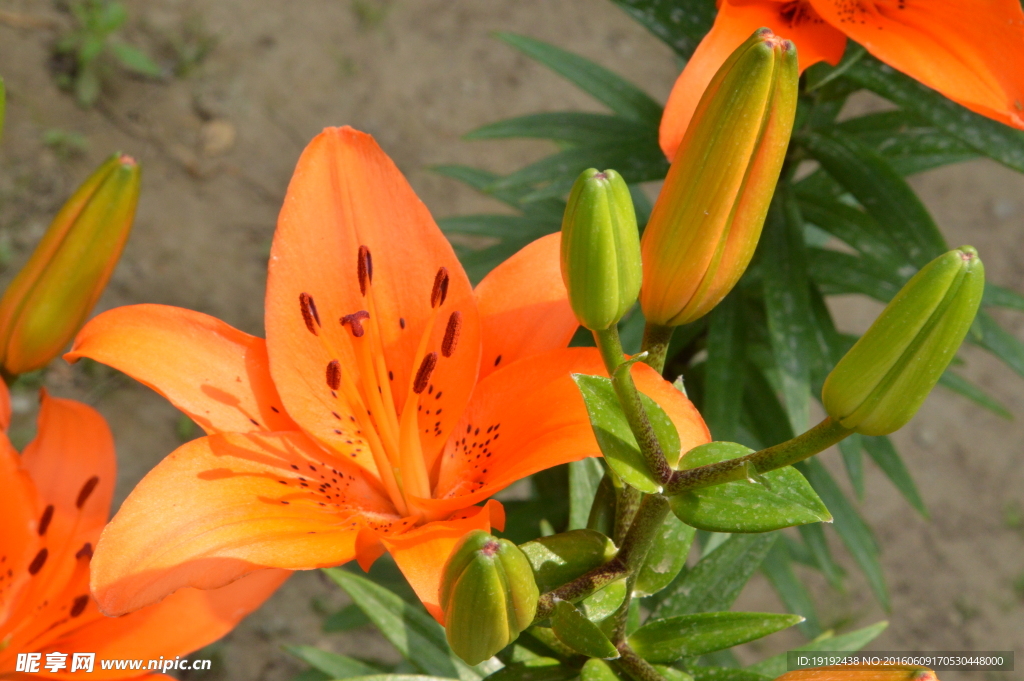百合花