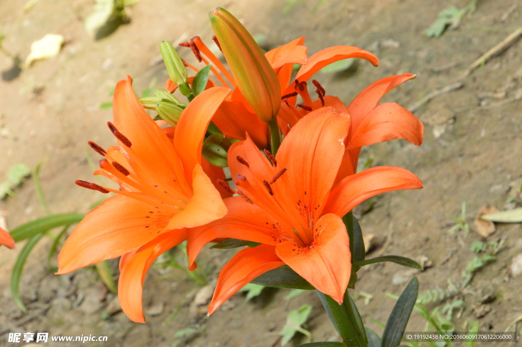 百合花
