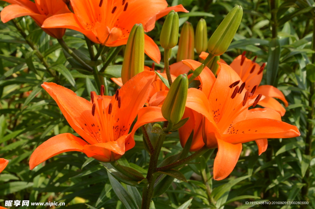 百合花