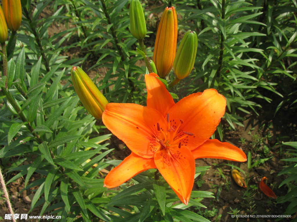 百合花